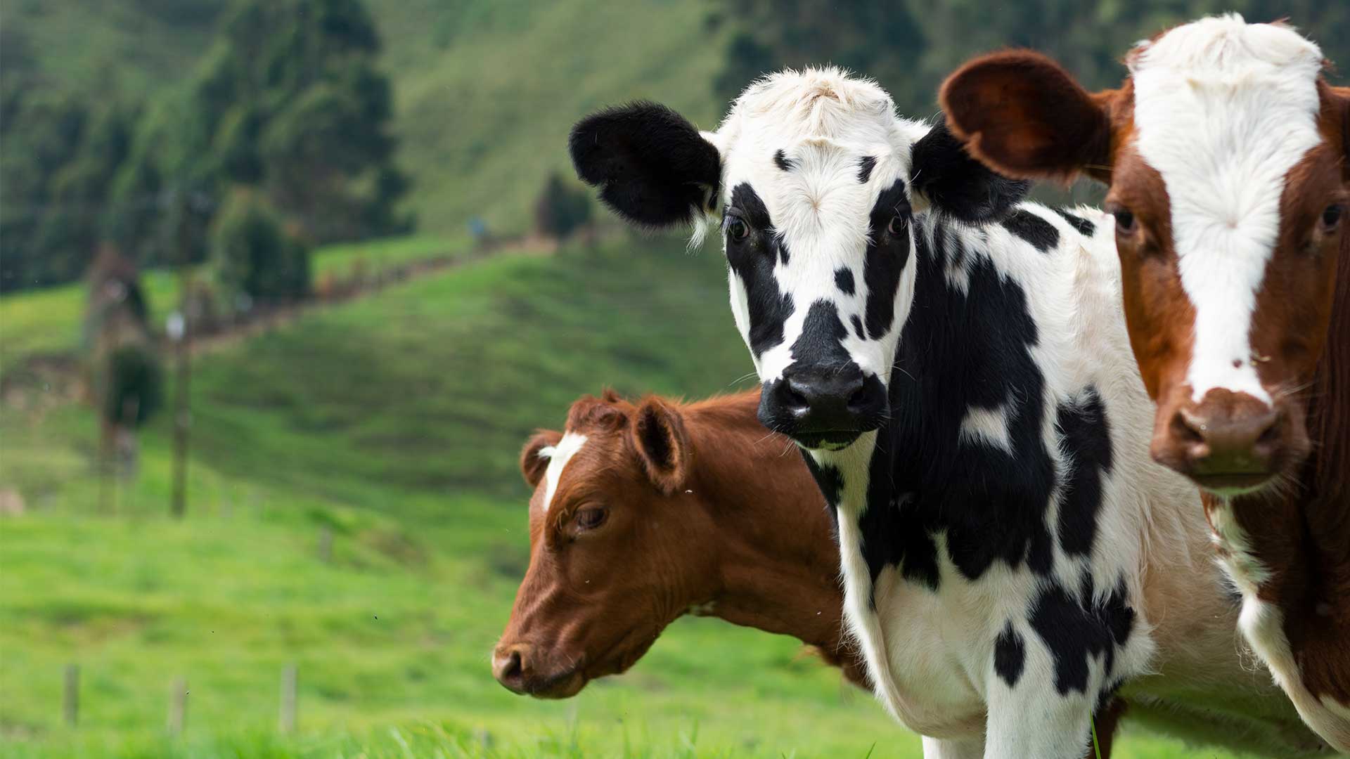 Best Remedies Products